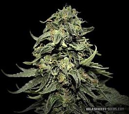 Kalashnikov Seeds Kabul Express Feminized