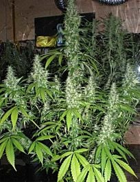Soma Seeds Kahuna Regular