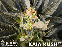 Apothecary Genetics Kaia Kush Regular