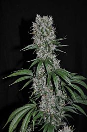 Allstar Genetics Kaligria Feminized