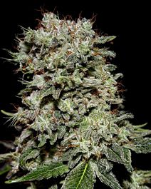 Green House Company Kalashnikova Feminised Seeds 