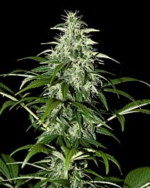 Green House Company Kalashnikova AUTO  Feminised