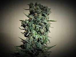 Kalashnikov Seeds Kalashnikov Original Feminized