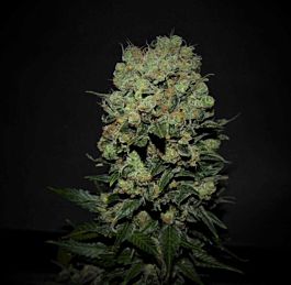 Kalashnikov Seeds Kalashnikov Express Feminized