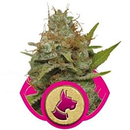 Royal Queen Seeds Kali Dog Feminised