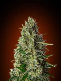 Advanced Seed Banks Kali 47 Feminzed