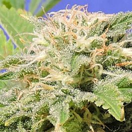 Original Sensible Seeds Kali AK Feminized