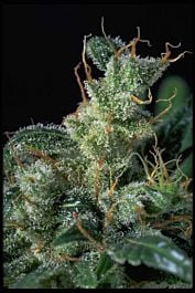 Serious Seeds Kali Mist Regular