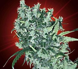 Big Buddha Cheese AUTO Feminised