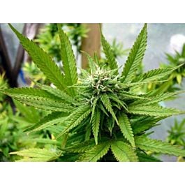 Reserva Privada Kandy Kush Regular