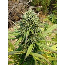Reserva Privada Kandy Kush Feminised