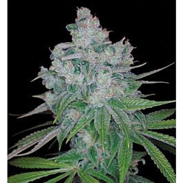 DNA Genetics Kandy Kush x Skunk Regular
