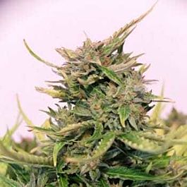 Kannabia Baby Boom CBD Auto Feminized