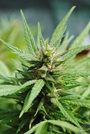 Kannabia Karibena Feminized