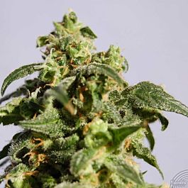 Kannabia Power Skunk Feminised