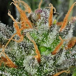 Rare Dankness Seeds Karma Bitch Regular