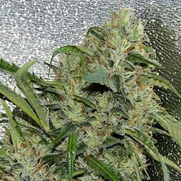 Karma Genetics Amnesia OG Regular
