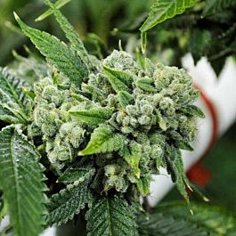 Karma Genetics Biker Kush Regular