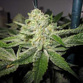 Karma Genetics GhostRider OG Regular