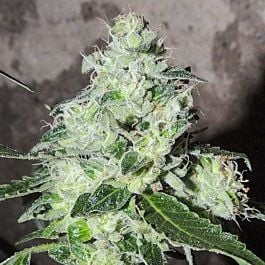 Karma Genetics Headbanger Regular