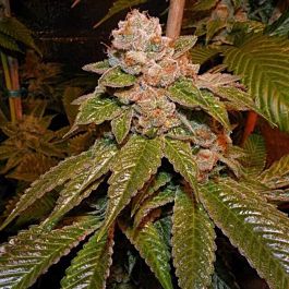 Karma Genetics Karma OG Regular