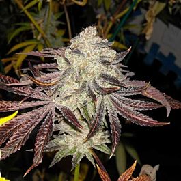Karma Genetics KarmDown Regular