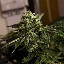 Karma Genetics O.D.B (Old Dirty Biker) Regular