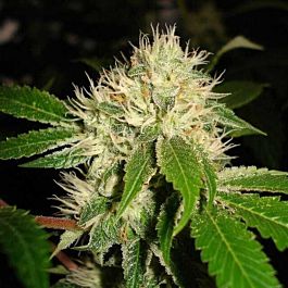 Karma Genetics The White OG Regular
