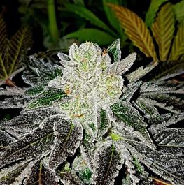 Karma Genetics Miley Biker Regular Cannabis