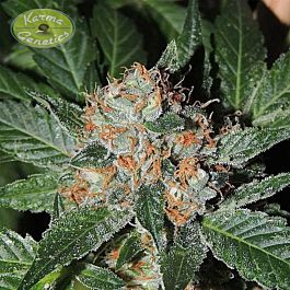 Karma Genetics White Biker Regular