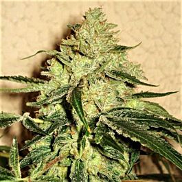 Karma Squad RoadDawg Feminized Cannabis