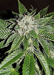 Karma Squad KarmaRado OG Regular Cannabis
