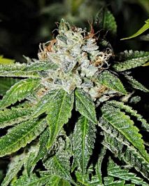 Karma Squad KarmaRado OG Feminized Cannabis