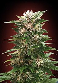 Advanced Seed Banks Kaya 47 Feminized