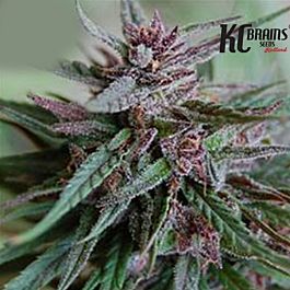KC Brains Bahia Black Head Regular