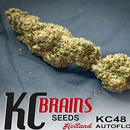 KC Brains KC 48 Auto Feminized