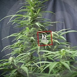 KC Brains KC 51 Auto Feminized