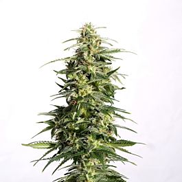 KC Brains Sweet Dreams Regular