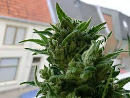 KC Brains KC 33 Regular