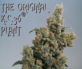 KC Brains KC 36 Feminised