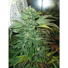 KC Brains KC 45 Regular