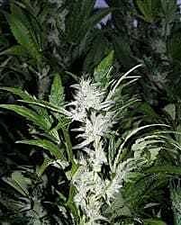 KC Brains KC 39 Regular