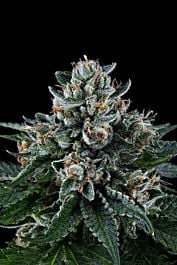Grand Daddy Purp Genetics Ken's Kush Regular