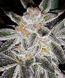 Burning Bush Nurseries Key Lime Pie Feminized
