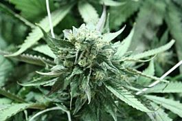 Devils Harvest  Khufu Regular