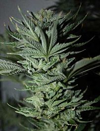 Rare Dankness Seeds Khyber Kush #1 Regular