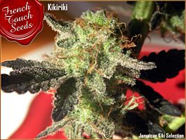 French Touch Seeds Kikiriki Regular