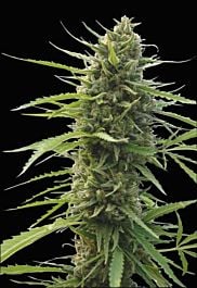 World of Seeds Kilimanjaro Regular