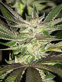 Seedism Seedbank Killa Watt Feminized