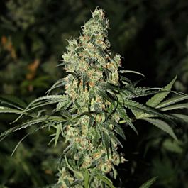 Green Label Killer White Feminized